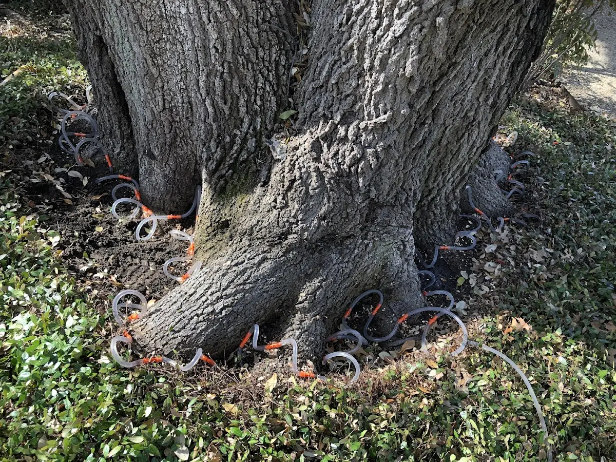 Detailed Tree Cabling and Bracing job site in Hyndman